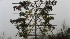 Amberboom Als Leiboom (Liquidambar Styraciflua) -Planten Verkoopwinkel 20120213103423 7 1
