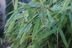 Niet Woekerende Bamboe (Fargesia Murieliae 'Bimbo') -Planten Verkoopwinkel 20120213125441 4