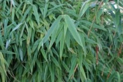 Niet Woekerende Bamboe (Fargesia Murieliae 'Simba') -Planten Verkoopwinkel 20120213125522 6