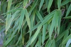 Niet Woekerende Bamboe (Fargesia 'Great Wall') -Planten Verkoopwinkel 20120213125547 7 1