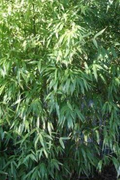 Niet Woekerende Bamboe (Fargesia 'Great Wall') -Planten Verkoopwinkel 20120213125631 7