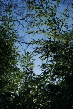 Bamboe (Phyllostachys Aurea) 23 Bamboe (Phyllostachys Aurea) -Planten Verkoopwinkel 20120213125929 13