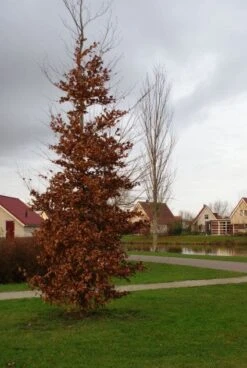 Beukenboom (Fagus Sylvatica) -Planten Verkoopwinkel 20120213132201 16