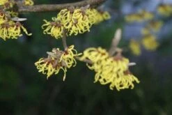 Toverhazelaar (Hamamelis Intermedia 'Arnold Promise') 11 Toverhazelaar (Hamamelis Intermedia 'Arnold Promise') -Planten Verkoopwinkel 20120213132348 6