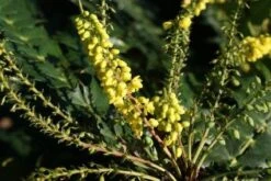 Mahoniestruik (Mahonia Media 'Winter Sun') -Planten Verkoopwinkel 20120213142211 11