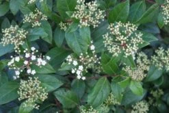 Groenblijvende Sneeuwbal (Viburnum Tinus 'Eve Price') -Planten Verkoopwinkel 20120213144628 50 10 3