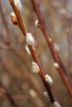 Treurwilg Op Stam (Salix Caprea 'Kilmarnock') -Planten Verkoopwinkel 20120213144757 6 1