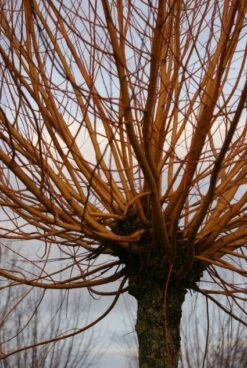 Knotwilg (Salix Alba 'Chermesina') -Planten Verkoopwinkel 20120213151708 9