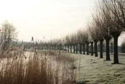 Knotwilg (Salix Alba) 17 Knotwilg (Salix Alba) -Planten Verkoopwinkel 20120213152215 13 2