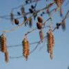 Hartbladige Els (Alnus Cordata) -Planten Verkoopwinkel 20120213152410 10