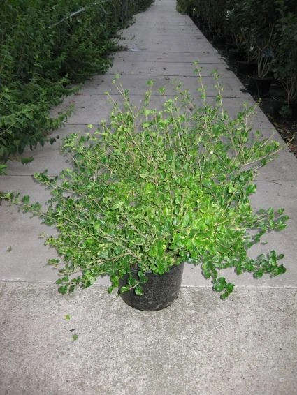 Dwerg Sering (Syringa Meyeri 'Palibin') 4 Dwerg Sering (Syringa Meyeri 'Palibin') - Afbeelding 4