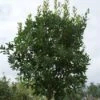 Aardbeiboom (Arbutus Unedo) -Planten Verkoopwinkel 20120213154447 4