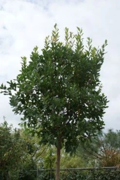 Aardbeiboom (Arbutus Unedo)