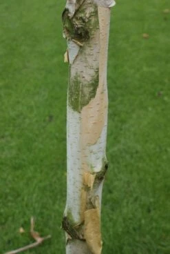 Witte Berk (Betula Utilis 'Doorenbos') -Planten Verkoopwinkel 20120213154705 14