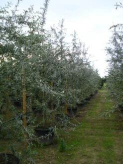 Sierpeer Als Struik (Pyrus Salicifolia 'Pendula') -Planten Verkoopwinkel 20120213155559 6 1