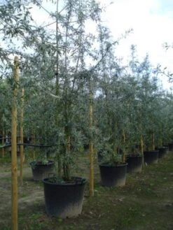 Sierpeer Als Struik (Pyrus Salicifolia 'Pendula') -Planten Verkoopwinkel 20120213155637 6