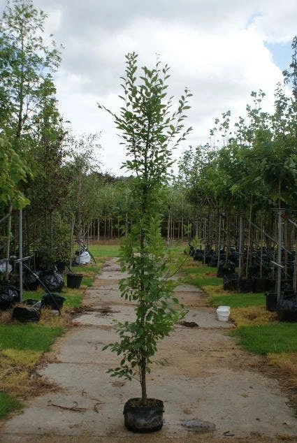 Haagbeuk (Carpinus Betulus 'Fastigiata') 4 Haagbeuk (Carpinus Betulus 'Fastigiata') - Afbeelding 4