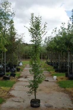 Haagbeuk Als Boom (Carpinus Betulus 'Fastigiata') -Planten Verkoopwinkel 20120213162014 25 1