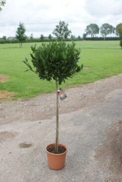 Echte Laurier Op Stam (Laurus Nobilis) -Planten Verkoopwinkel 20120213163018 4 1