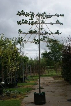 Leilinde (Tilia Vulgaris 'Pallida') -Planten Verkoopwinkel 20120213163129 12