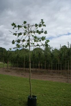 Leiplataan (Platanus Hispanica) -Planten Verkoopwinkel 20120213163331 12