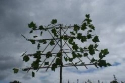 Leiplataan (Platanus Hispanica) -Planten Verkoopwinkel 20120213163531 12
