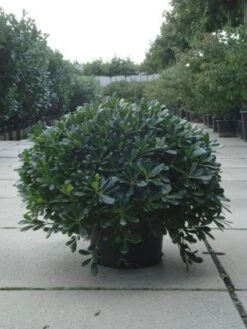 Australische Laurier (Pittosporum Tobira 'Nanum') -Planten Verkoopwinkel 20120213163910 8