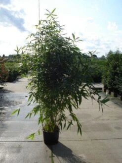 Bamboe (Phyllostachys Aurea) 24 Bamboe (Phyllostachys Aurea) -Planten Verkoopwinkel 20120213164824 13