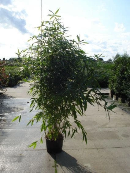 Bamboe (Phyllostachys Aurea) 5 Bamboe (Phyllostachys Aurea) - Afbeelding 5