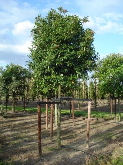 Glansmispel Als Boom (Photinia Fraseri 'Red Robin') 7 Glansmispel Als Boom (Photinia Fraseri 'Red Robin') - Afbeelding 7