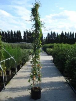 Passiebloem (Passiflora Caerulea) -Planten Verkoopwinkel 20120214131255 6