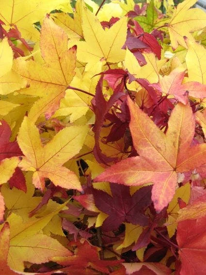 Amberboom Als Dakboom (Liquidambar Styraciflua) 2 Amberboom Als Dakboom (Liquidambar Styraciflua) - Afbeelding 2