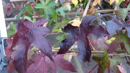 Amberboom Als Leiboom (Liquidambar Styraciflua 'Worplesdon') 3 Amberboom Als Leiboom (Liquidambar Styraciflua 'Worplesdon') - Afbeelding 3