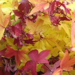 Amberboom (Liquidambar Styraciflua 'Worplesdon') -Planten Verkoopwinkel 20120214133347 20 1 1