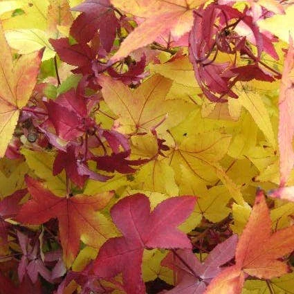 Amberboom (Liquidambar Styraciflua 'Worplesdon') 4 Amberboom (Liquidambar Styraciflua 'Worplesdon') - Afbeelding 4