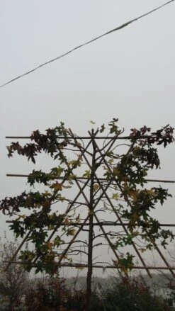 Amberboom Als Leiboom (Liquidambar Styraciflua) -Planten Verkoopwinkel 20120214133547 7