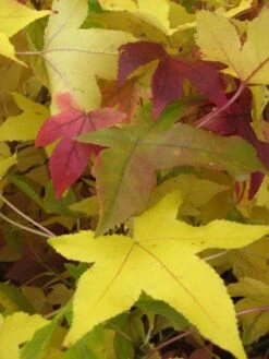 Amberboom Als Leiboom (Liquidambar Styraciflua) -Planten Verkoopwinkel 20120214133628 7 1