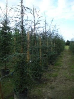 Schijnbeuk (Nothofagus Antarctica) -Planten Verkoopwinkel 20120214134552 10