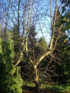 Schijnbeuk (Nothofagus Antarctica) -Planten Verkoopwinkel 20120214134607 10