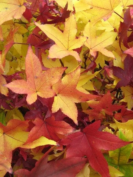 Amberboom Als Struik (Liquidambar Styraciflua 'Worplesdon') 3 Amberboom Als Struik (Liquidambar Styraciflua 'Worplesdon') - Afbeelding 3