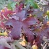 Amberboom Als Leivorm (Liquidambar Styraciflua 'Worplesdon') -Planten Verkoopwinkel 20120214135328 2