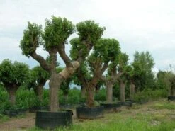 Witte Moerbei (Morus Alba) 23 Witte Moerbei (Morus Alba) -Planten Verkoopwinkel 20120214140206 11 1