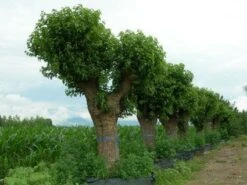 Witte Moerbei (Morus Alba) 25 Witte Moerbei (Morus Alba) -Planten Verkoopwinkel 20120214140222 11 1