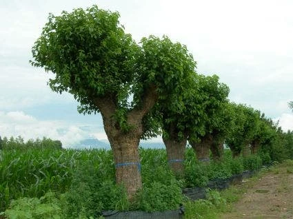 Witte Moerbei (Morus Alba) 6 Witte Moerbei (Morus Alba) - Afbeelding 6