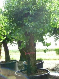 Witte Moerbei (Morus Alba) 22 Witte Moerbei (Morus Alba) -Planten Verkoopwinkel 20120214140237 11 1