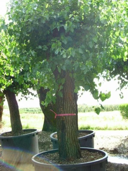 Witte Moerbei (Morus Alba) 3 Witte Moerbei (Morus Alba) - Afbeelding 3