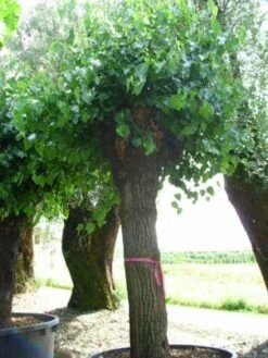 Witte Moerbei (Morus Alba) 26 Witte Moerbei (Morus Alba) -Planten Verkoopwinkel 20120214140252 11 1