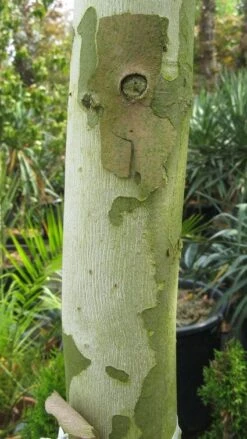 Leiplataan (Platanus Hispanica) -Planten Verkoopwinkel 20120214140736 12