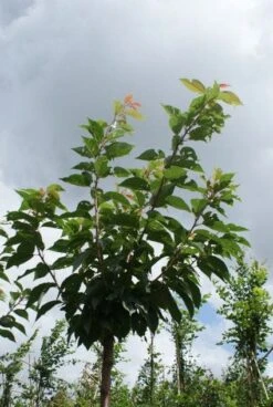 Japanse Sierkers (Prunus Serrulata 'Kanzan') -Planten Verkoopwinkel 20120214142932 16 1