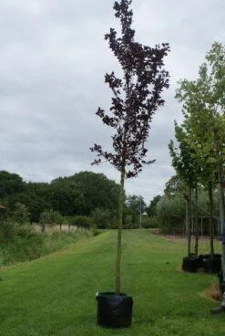 Rode Kerspruim Als Boom (Prunus Cerasifera 'Nigra') -Planten Verkoopwinkel 20120214143020 16